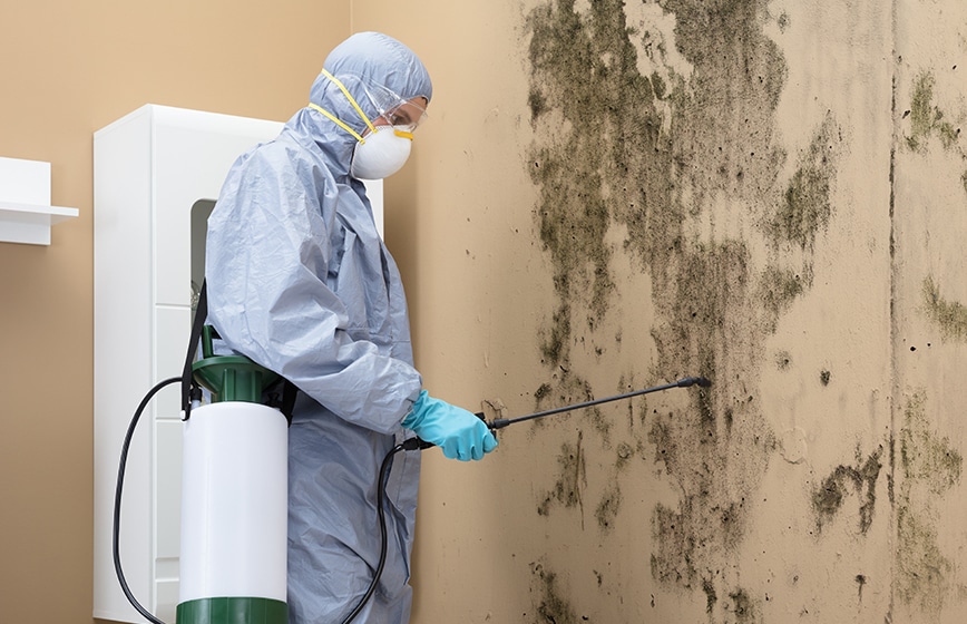 Mold Inspection